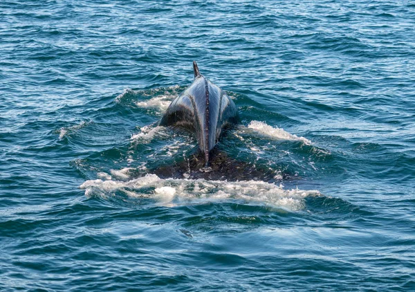 アイスランドのザトウクジラの観察旅行から — ストック写真