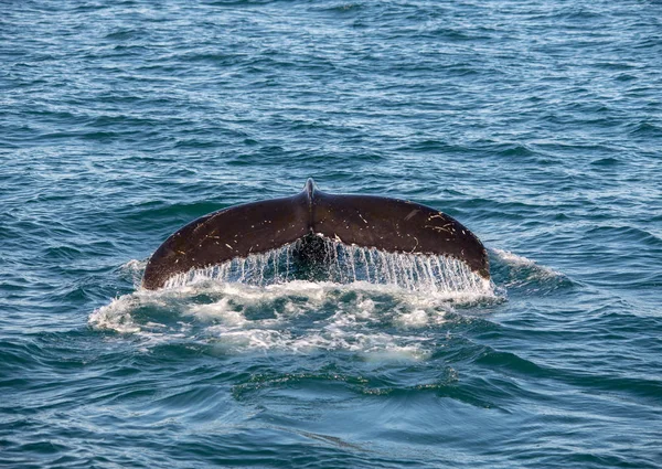 Ψηλή Φάλαινα Στην Ισλανδία Από Ταξίδι Παρακολούθησης Φαλαινών — Φωτογραφία Αρχείου