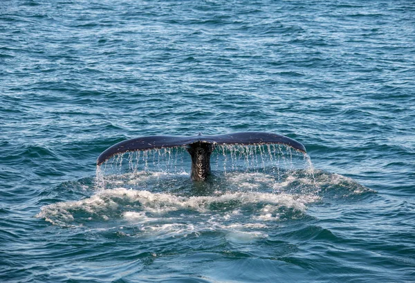 Humbak Wieloryb Islandii Wycieczki Obserwacyjnej Wielorybów — Zdjęcie stockowe