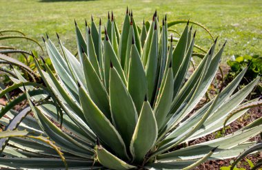  Agave Sulu Bitkisinin yeşil büyük yaprakları 