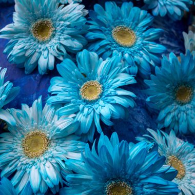 Birçok gerbera çiçekleri mavi bir arka plan üzerinde mavi