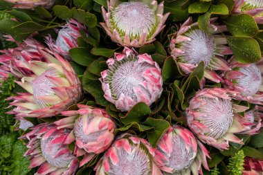  Kral protea veya protea cynaroides Güney Afrika 'nın ulusal çiçeği.
