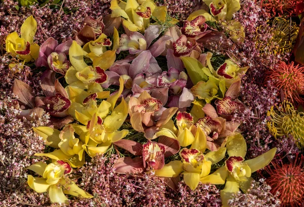 Schoonheid Floristische Decoratie Met Kleurrijke Tropische Bloemen — Stockfoto