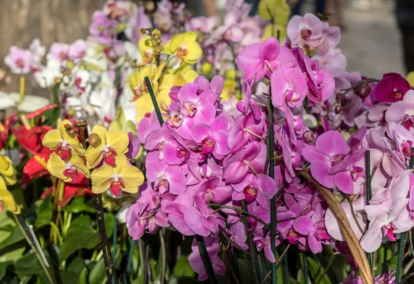 Крупним Планом Краса Барвиста Орхідея Квітка — стокове фото