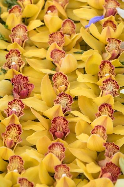 Gros Plan Beauté Jaune Fleur Orchidée — Photo