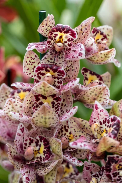 Primo Piano Bellezza Colorato Fiore Orchidea — Foto Stock