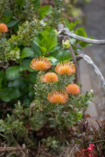Sinaasappelbloem Van Pincushions Leucospermum Condifolium — Stockfoto