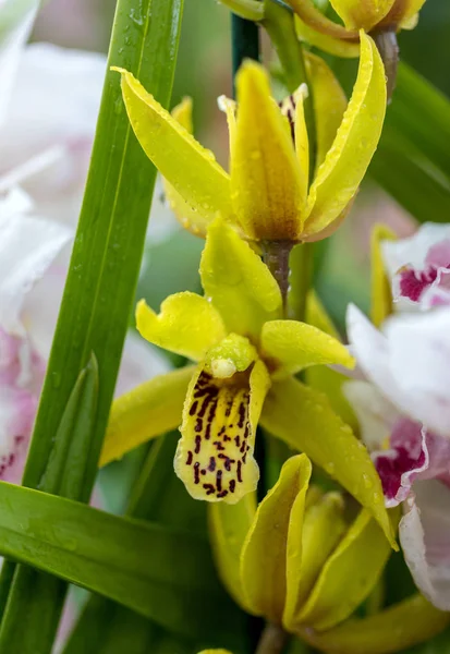 Primer Plano Flor Colorida Orquídea Belleza —  Fotos de Stock