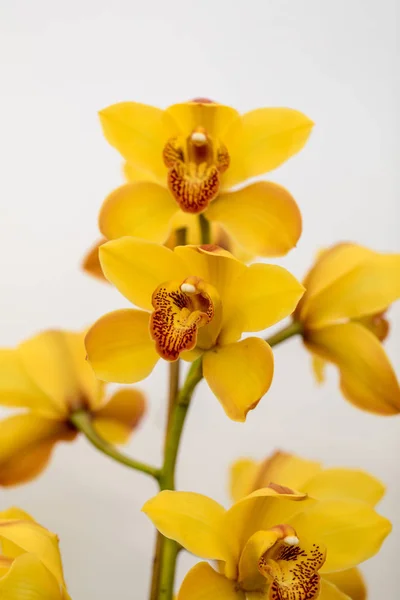 Close Beauty Yellow Orchid Flower — Stock Photo, Image