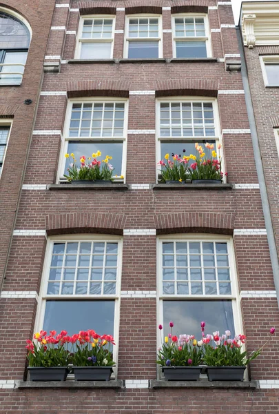 Coloridos Tulipanes Macetas Las Ventanas Edificio Ámsterdam — Foto de Stock