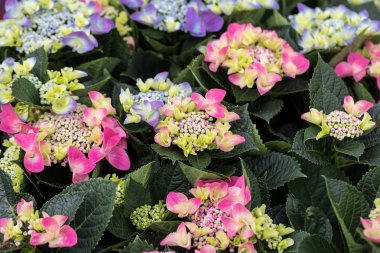  renkli ortanca Bahçe, yakın çekim