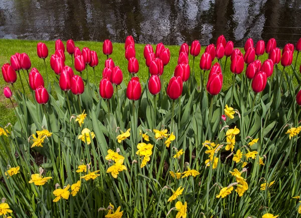 Красочные Тюльпаны Нарциссы Цветущие Саду — стоковое фото