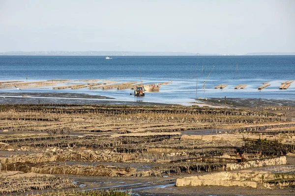 Oyster Beds Low Tide Oyster Farm Cancale Brittany France — Stock Photo, Image