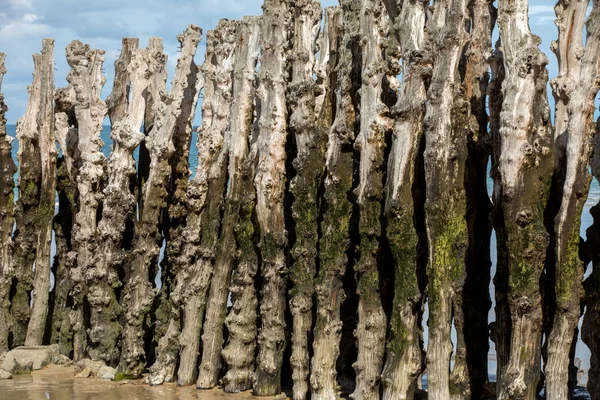 Großer Wellenbrecher 3000 Stämme Zum Schutz Der Stadt Vor Den — Stockfoto