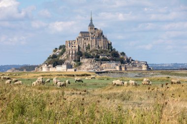 Yazın mavi gökyüzünün altında Mont Saint-Michel gelgit adasının yakınındaki tuz çayırlarında otlayan bir koyun sürüsü. Le Mont Saint Michel, Fransa