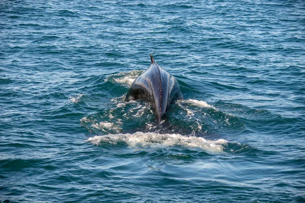 Bultrug Walvis Ijsland Van Walvissen Kijken Reis — Stockfoto