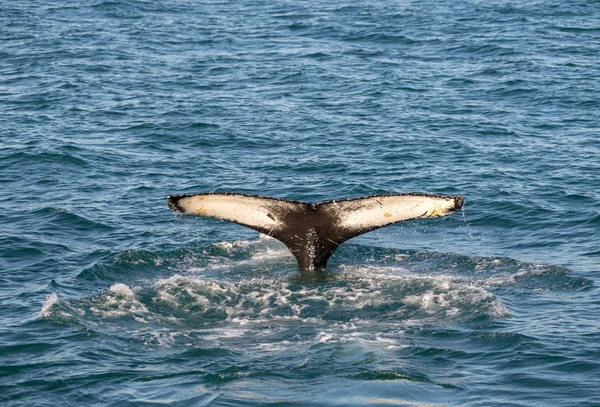 Rorqual Bosse Sur Islande Partir Voyage Observation Des Baleines — Photo