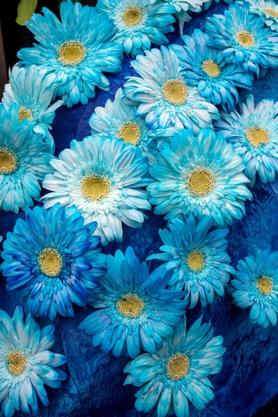 Veel Blauw Gerbera Een Blauwe Achtergrond — Stockfoto