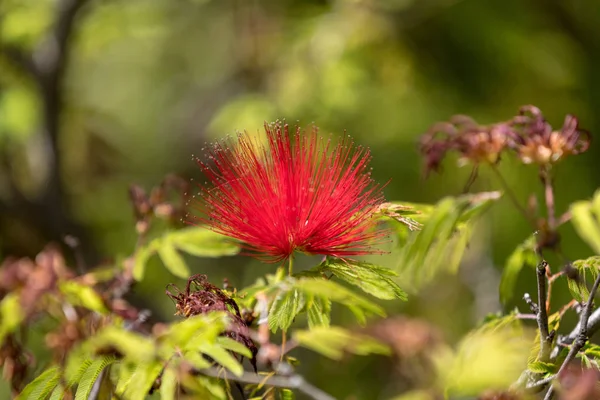 Callistemon Citrinus Butelka Pędzel Czerwony Kwiat Ogrodzie — Zdjęcie stockowe