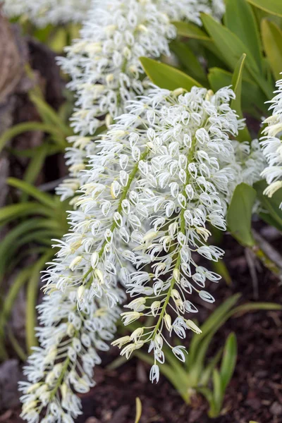 Dendrobium Speciosum Grupp Små Vita Blommor Blom Orkidé Blommor — Stockfoto