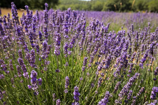 Campo Lavanda Provenza Cerca Sault Francia —  Fotos de Stock