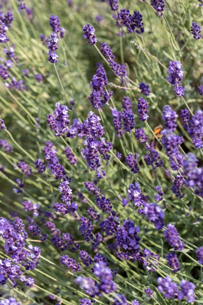 Flores Lavanda Florescendo Provence Perto Sault França — Fotografia de Stock