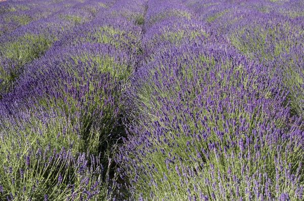 Kvetoucí Levandulové Květy Provence Poblíž Sault Francie — Stock fotografie