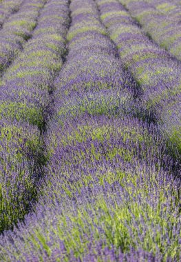  Fransa, Sault yakınlarındaki Provence 'de açan lavanta çiçekleri.