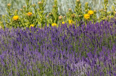  gelişen lavanta ve sarı yıldız-thistle çiçek