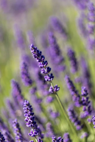 Flores Lavanda Florescendo Provence Perto Sault França — Fotografia de Stock