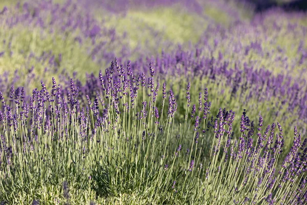 法国索尔特附近普罗旺斯盛开的薰衣草花 — 图库照片