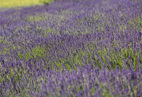 Fransa Sault Yakınlarındaki Provence Açan Lavanta Çiçekleri — Stok fotoğraf
