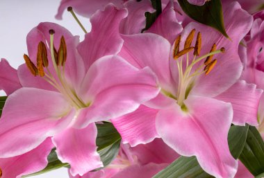 Pembe zambak çiçeklerine yakın çekim. Bu cinsteki türlerin yaygın isimleri arasında peri çiçeği zephyr zambak zambağı sihirli Atamasco zambağı ve yağmur zambağı bulunur..