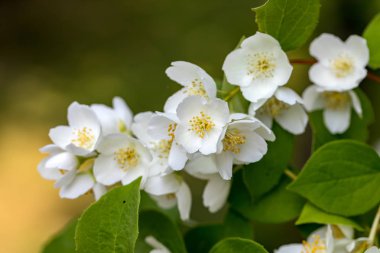 Yasemin bahçe içinde güzel çiçek şube