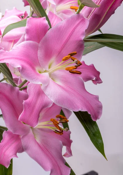 Pembe Zambak Çiçeklerine Yakın Çekim Cinsteki Türlerin Yaygın Isimleri Arasında — Stok fotoğraf