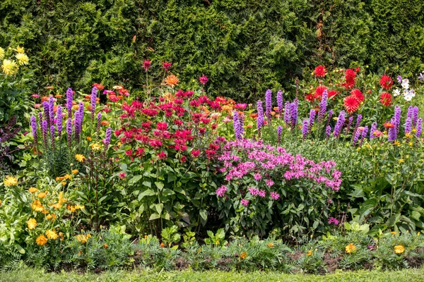 Liatris Spicata Virágok Nyári Kertben — Stock Fotó