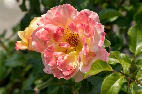 Rosa Amarilla Rama Jardín — Foto de Stock
