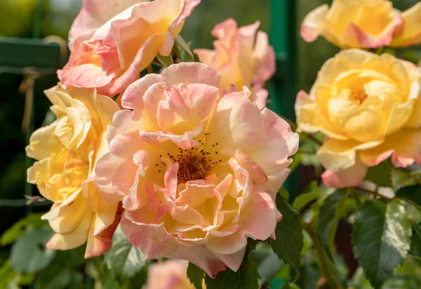 Жовта Троянда Філіалі Саду — стокове фото