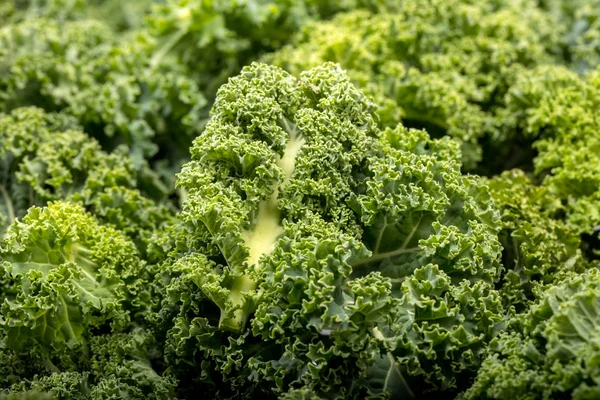 Healthy Fresh Curly Kale — Stock Photo, Image