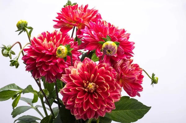 Rode Dahlia Bloem Geïsoleerd Witte Achtergrond — Stockfoto