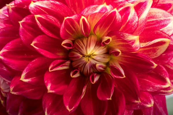 Floare Roșie Dahlia Izolată Fundal Alb — Fotografie, imagine de stoc
