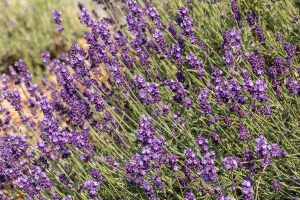 Las Flores Florecientes Lavanda Provenza Cerca Sault Francia —  Fotos de Stock