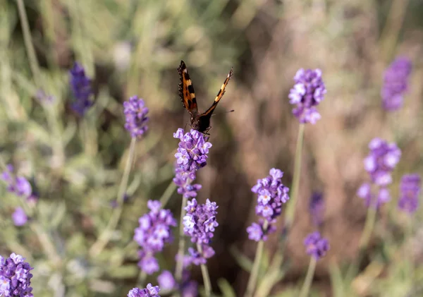 Çiçek açan lavanta çiçeklerinde renkli Kelebek 