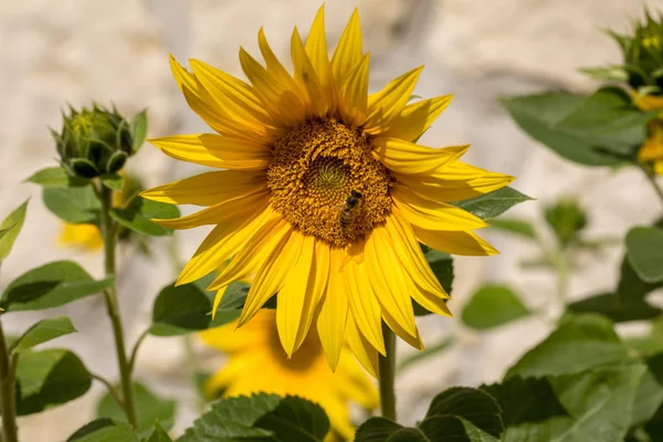 Tournesols Fleurs Sur Fond Mur Calcaire — Photo