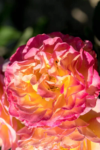 Rosas Coloridas Flores Rama Jardín — Foto de Stock