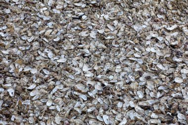 Cancale 'deki istiridye çiftlikleriyle ünlü deniz tabanına atılmış binlerce boş istiridye kabuğu. Britanya, Fransa 