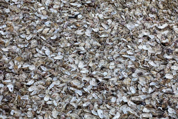 Cancale 'deki istiridye çiftlikleriyle ünlü deniz tabanına atılmış binlerce boş istiridye kabuğu. Britanya, Fransa 