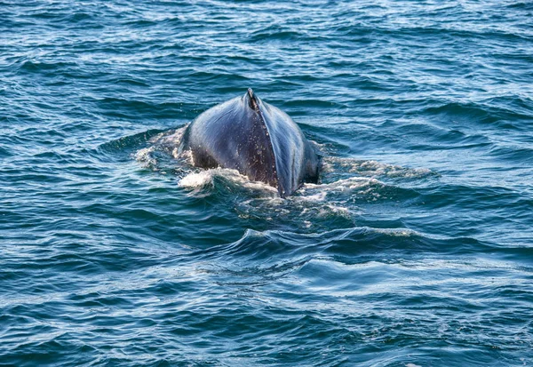 Bultrug Walvis Ijsland Van Walvissen Kijken Reis — Stockfoto