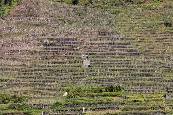 Coltivazione Villaggi Terrazze Nei Dintorni Sao Vicente Costa Settentrionale Dell — Foto Stock