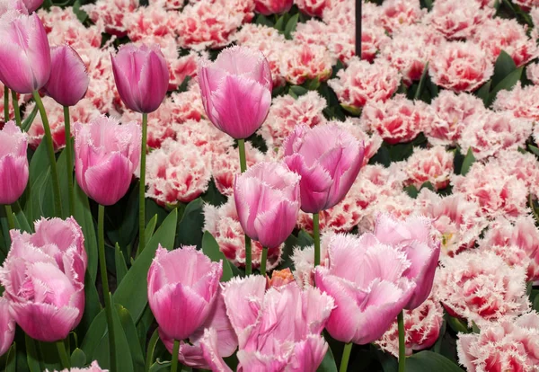 Lisse Niederland April 2017 Tulpen Namens Rosa Raster Blühen Keukenhof — Stockfoto